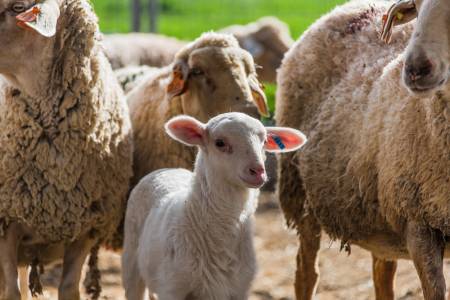 Diferencia entre cordero y oveja