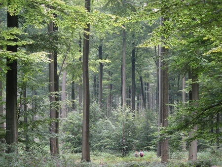 bosque en Bruselas