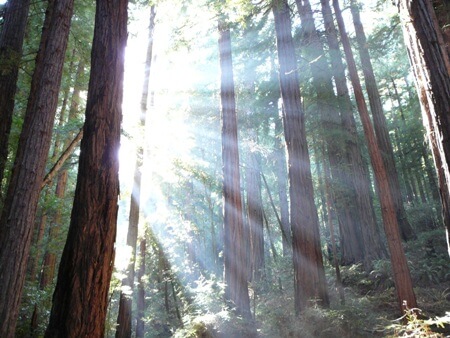 Monumento a Muir Woods