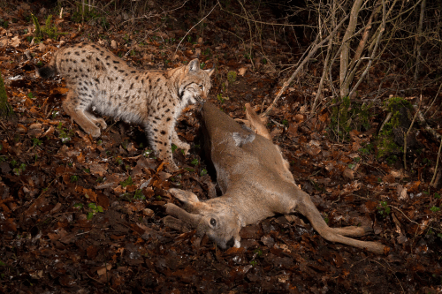 Lince euroasiático