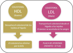 colesterol hdl y ldl
