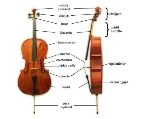 partes de un violonchelo