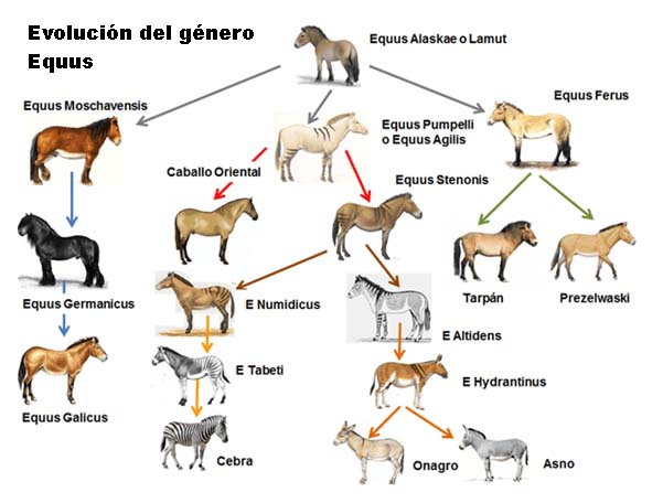 evolucion del genero equus