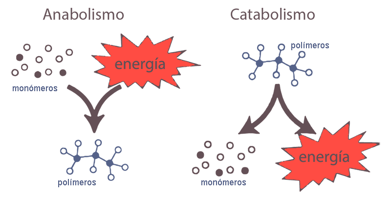 gráfica anabolismo y catabolismo