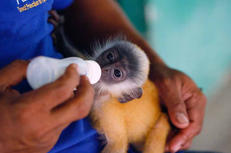 pequeño mono con biberón