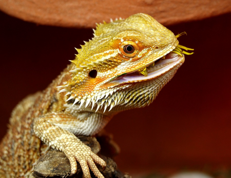 Diferencia entre un dragón barbudo macho y una hembra