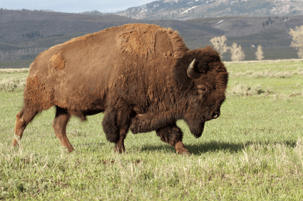 Diferencia entre carne de bisonte y búfalo