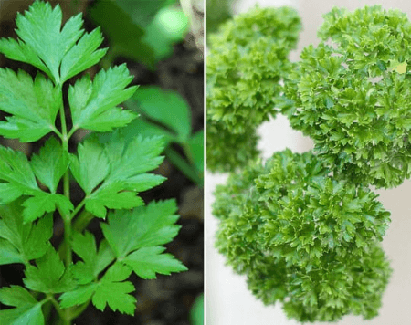 Diferencia entre perejil y cilantro
