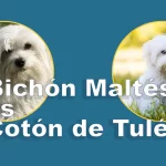Diferencia entre Bichón Maltés y Cotón de Tuléar