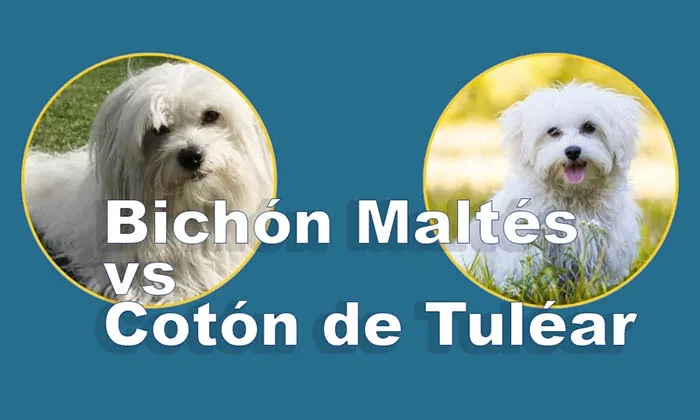 Diferencia entre Bichón Maltés y Cotón de Tuléar