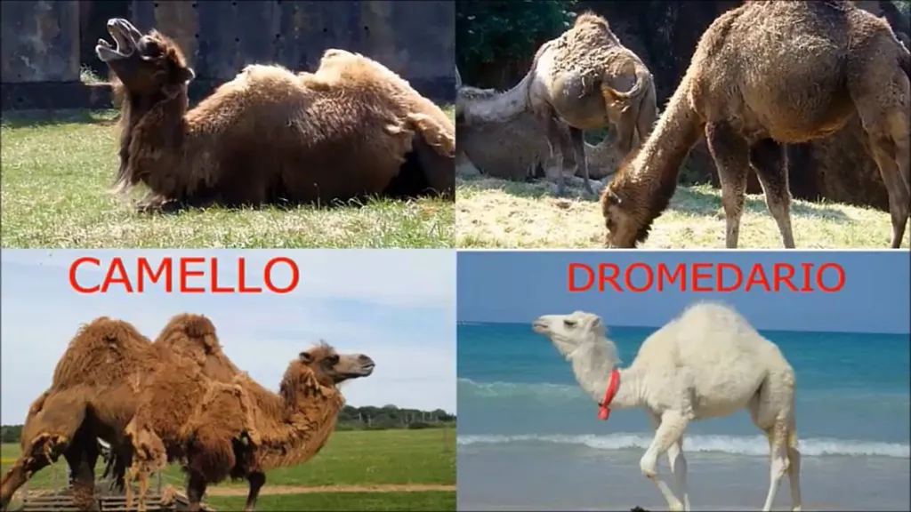 Dromedarios y camellos, diferencias