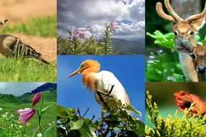 ¿Cómo está formada la especie?